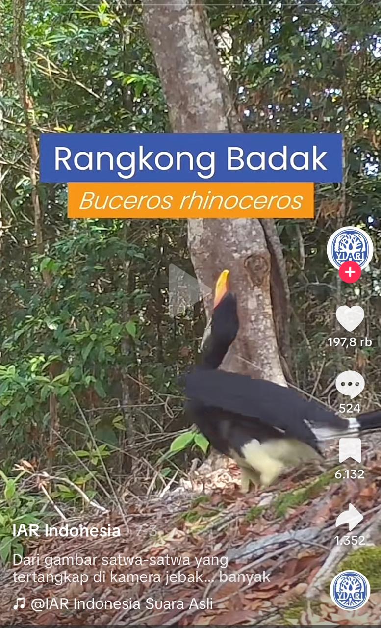 Pasang Camera di Hutan, YIARI Rekam Binatang Dilindungi, Apa Saja ? Rangkong Badak - dok YIARI