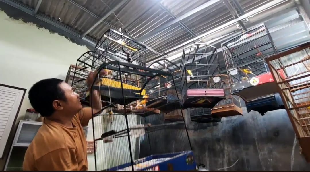 Ternak Kenari, Omset Yuliono Warga Kota Blitar Capai Puluhan Juta Ternak Kenari, Omset Yuliono Warga Kota Blitar Capai Puluhan Juta