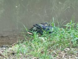 Polisi Cari Identitas Pelaku Membuang Bayi dalam Tas di Sungai Brantas Polisi Cari Identitas Pelaku Membuang Bayi dalam Tas di Sungai Brantas