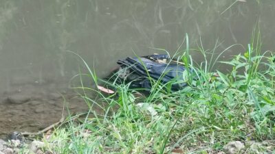 bayi dalam tas di sungai brantas