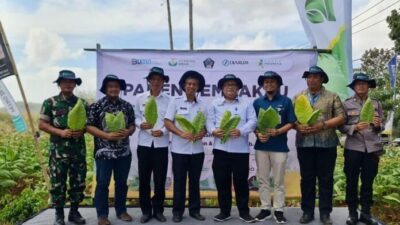 Panen Raya Tembakau variets unggul di Desa Suruhwadang Blitar