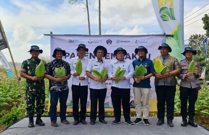 Petani Suruwadang Hasilkan Tembakau Varietas Unggul, PT Djarum Kagum Panen Raya Tembakau variets unggul di Desa Suruhwadang Blitar