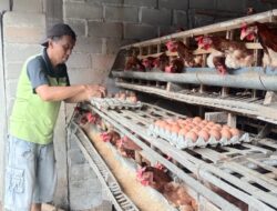Harga Telur di Kandang Naik Turun, Tengkulak Bingung Harga Telur di Kandang Naik Turun, Tengkulak Bingung