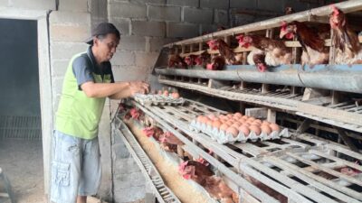 Kabupaten Blitar Penghasil Telur Terbanyak se Indonesia, Kadin Peternakan: Sudah Saatnya Standarisasi Kandang