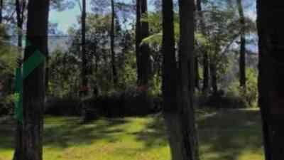 Hutan Pinus Loji