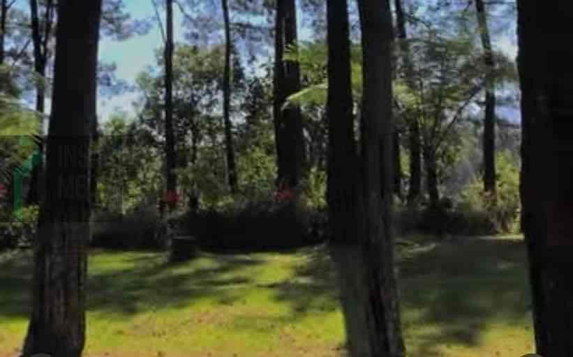 Tempat Wisata Sejuk di Blitar, Disejukkan Udara Dimanjakan Mata, Cocok untuk Wisata Keluarga Hutan Pinus Loji