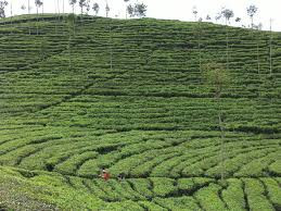 Tempat Wisata Sejuk di Blitar, Disejukkan Udara Dimanjakan Mata, Cocok untuk Wisata Keluarga Kebun Teh Sirah Kencong