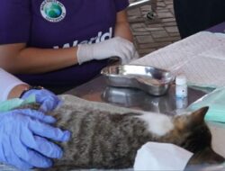 Cegah Rabies, Pemkot blitar Vaksin Hewan Peliharaan Cegah Rabies, Pemkot blitar Vaksin Hewan Peliharaan