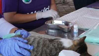 Cegah Rabies, Pemkot blitar Vaksin Hewan Peliharaan