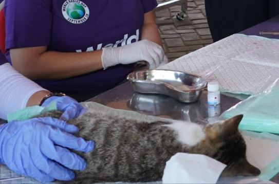 Pemerintah Kota Blitar Menggelar Vaksinasi pada Kucing dan Binatang Peliharaan Cegah Rabies