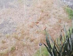 Blitar Hari Ini Berpotensi Hujan Disertai Angin Kencang dan Petir Blitar Hari Ini Berpotensi Hujan Disertai Angin Kencang dan Petir