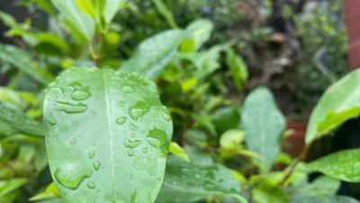 Manfaat Air Hujan bagi Tanaman