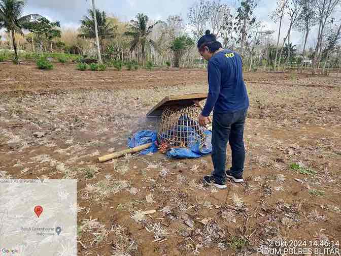 Polisi Bakar Bangunan Semi Permenen, Arema Sabung Ayam di Wates Polisi Membakar Perlengkapan Judi Sabung Ayam di Kecamatan Wates, Kabupaten Blitar