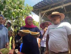 Potensi Durian 2 M Per Hektare Setiap Tahun, Khofifah Siap Bangkitkan Lahan Tidur di Jatim Potensi Durian 2 M Per Hektare Setiap Tahun, Khofifah Siap Bangkitkan Lahan Tidur di Jatim