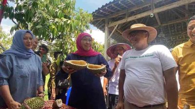Potensi Durian 2 M Per Hektare Setiap Tahun, Khofifah Siap Bangkitkan Lahan Tidur di Jatim Potensi Durian 2 M Per Hektare Setiap Tahun, Khofifah Siap Bangkitkan Lahan Tidur di Jatim