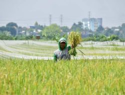 Jaga Ketersediaan Pangan, Kota Surabaya Optimistis Panen Padi 2 Kali Setahun, Ini Wilayahnya Jaga Ketersediaan Pangan, Kota Surabaya Optimistis Panen Padi 2 Kali Setahun, Ini Wilayahnya