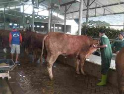 Lebih 200 Ekor Sapi di Blitar Terserang PMK, Sebagian Mati Lebih 200 Ekor Sapi di Blitar Terserang PMK, Sebagian Mati