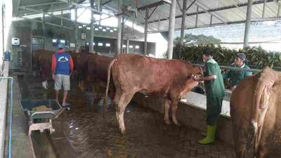 Kasus Sapi PMK di Blitar Meningkat