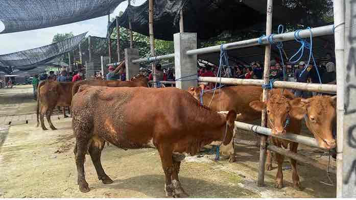 PMK, Harga Sapi Turun Rp2 Juta - Rp3 Juta Perekor, Pedagang Terancan Merugi Marak Virus PMK Membuat Harga Sapi di Pasar Hewan Dimoro Kota Blitar Turun