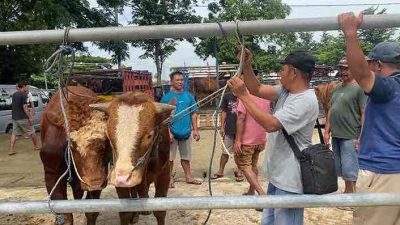 Penjual Sapi di Pasar Hewan Dimoro Kota Blitar