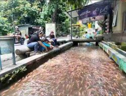 Selokan di Kota Blitar Bersih Penuh Ikan Seperti di Jepang Selokan di Kota Blitar Bersih Penuh Ikan Seperti di Jepang