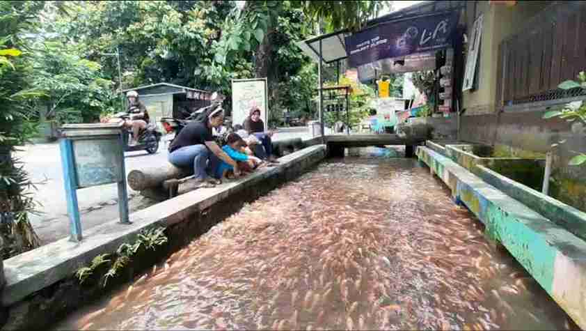 Selokan di Kota Blitar Bersih Penuh Ikan Seperti di Jepang Selokan di Kelurahan Sentul Kota Blitar Bersih dan Dipenuhi Ikan seperti di Jepang