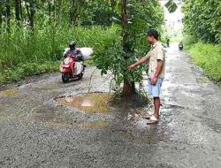 Warga Jajar Tanami Pohon Jalan Rusak Menuju Pabrik Gula Warga Jajar Tanami Pohon Jalan Rusak Menuju Pabrik Gula