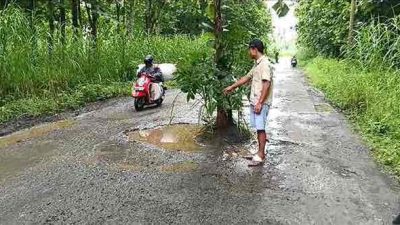 Warga Jajar Tanami Pohon Jalan Rusak Menuju Pabrik Gula Warga Jajar Tanami Pohon Jalan Rusak Menuju Pabrik Gula