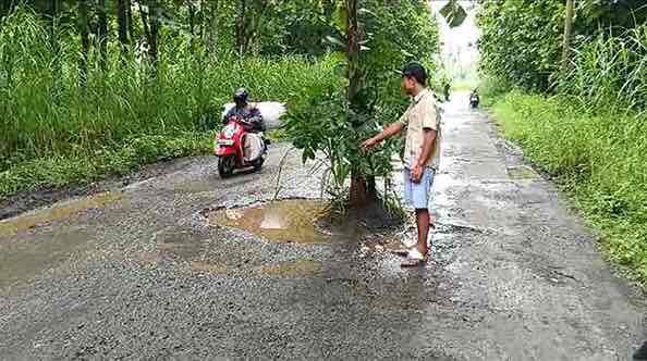 Warga Jajar Tanami Pohon Jalan Rusak Menuju Pabrik Gula Warga Menanami Pohon di Jalan Provinsi di Desa Jajar, Kecamatan Kesamben, Kabupaten Blitar
