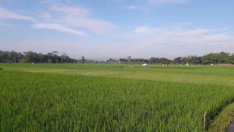 Musim Tanam, Petani di Kota Blitar Tidak Kesulitan Pupuk Bersubsidi Lahan Pertanian di Kota Blitar