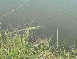 Buaya Muncul di Tambak Ikan Warga Jabon Sidoarjo, Warga Ketakutan Buaya Muncul di Tambak Ikan Warga Jabon Sidoarjo, Warga Ketakutan