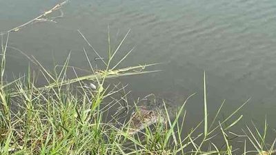 Warga Dusun Tlocor, Desa Kedungpandan, Kecamatan Jabon, Kabupaten Sidoarjo Digegerkan Kemunculan Buaya di Tambak Ikan Mereka