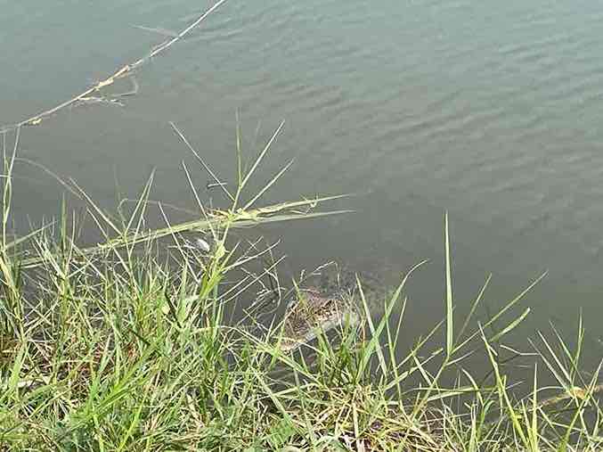 Warga Dusun Tlocor, Desa Kedungpandan, Kecamatan Jabon, Kabupaten Sidoarjo Digegerkan Kemunculan Buaya di Tambak Ikan Mereka