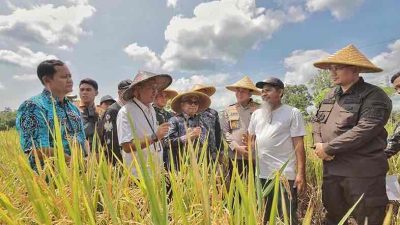 Bupati Blitar Rijanto Panen Raya, Tegaskan Harga Gabah Kering Rp 6.500 Perkilogram
