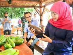 Ada Alpukat Seberat 1,8 Kg Namanya Alpukat Kelud, Asli Mana ? Ada Alpukat Seberat 1,8 Kg Namanya Alpukat Kelud, Asli Mana ?