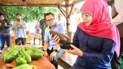 Ada Alpukat Seberat 1,8 Kg Namanya Alpukat Kelud, Asli Mana ?