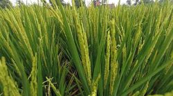 Padi Tanaman Petani Kota Blitar