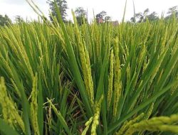 Panen Raya 2025: Petani di Kota Blitar Dimudahkan dengan Penyerapan Gabah Langsung oleh Bulog Panen Raya 2025: Petani di Kota Blitar Dimudahkan dengan Penyerapan Gabah Langsung oleh Bulog