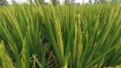 Padi Tanaman Petani Kota Blitar