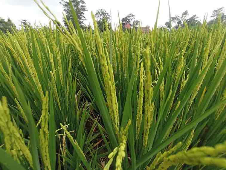 Empat Petani Milenial Kabupaten Blitar Tercatat Daftar Magang Pertanian ke Taiwan 2026 Padi Tanaman Petani Kota Blitar