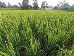 Petani Kota Blitar Apresiasi Kebijakan HPP Gabah Rp 6.500 Per Kilo, Jadi Angin Segar Hadapi Panen Raya Petani Kota Blitar Apresiasi Kebijakan HPP Gabah Rp 6.500 Per Kilo, Jadi Angin Segar Hadapi Panen Raya