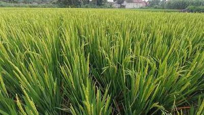 Petani Kota Blitar Apresiasi Kebijakan HPP Gabah Rp 6.500 Per Kilo, Jadi Angin Segar Hadapi Panen Raya Petani Kota Blitar Apresiasi Kebijakan HPP Gabah Rp 6.500 Per Kilo, Jadi Angin Segar Hadapi Panen Raya