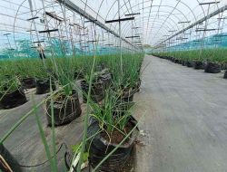 Catat Keunggulan dan Kekurangan yang Perlu Diketahui Bertani dengan Greenhouse Catat Keunggulan dan Kekurangan yang Perlu Diketahui Bertani dengan Greenhouse