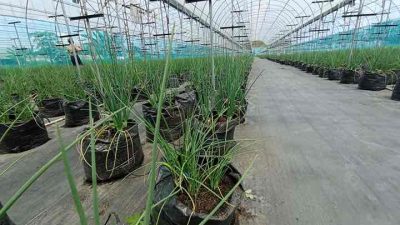 Catat Keunggulan dan Kekurangan yang Perlu Diketahui Bertani dengan Greenhouse