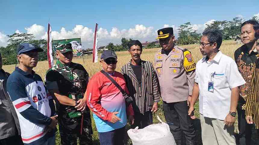 Bupati Blitar, Drs H Rijanto, MM Panen Raya Padi di Desa Tembalang, Kecamatan Wlingi, Kabupaten Blitar