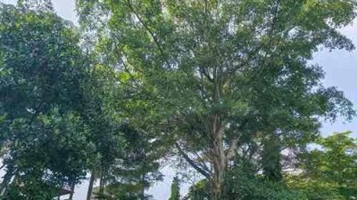 Kala Mitos Angker Lebih Ampuh Jaga Kelestarian Pohon Beringin Dibandingkan Kesadaran Cinta Lingkungan