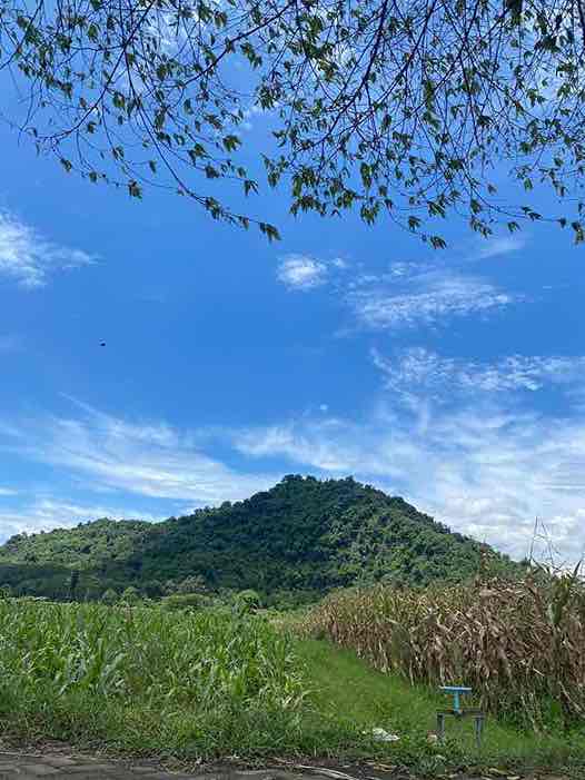 Produksi Padi di Kabupaten Blitar Meningkat