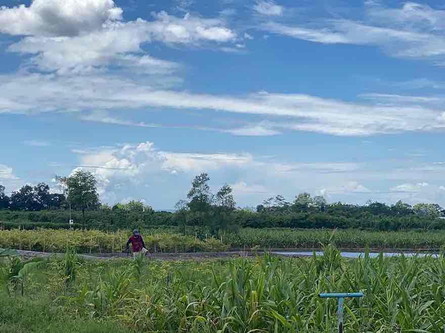 Kabupaten Blitar Duduki Posisi Kedua Produsen Padi Terbanyak di Jatim Sawah di Produsen Padi di Kecamatan Ponggok, Kabupaten Blitar