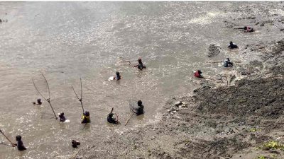 Warga Berebut Ikan Mabuk saat Flushing (Pladu), Dapat Ikan Puluhan Kilogram Warga Berebut Ikan Mabuk saat Flushing (Pladu), Dapat Ikan Puluhan Kilogram