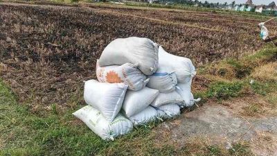 Petani Blitar Usulkan Pendataan dan Pendampingan Agar Bulog Optimal Serap Gabah Gabah Hasil Panen Petani